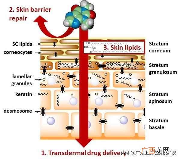 修复皮肤屏障是什么意思(皮肤科医生告诉你如