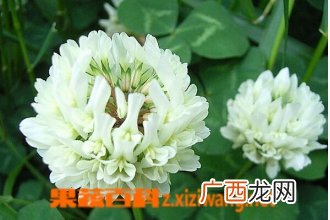 白车轴草的功效与作用