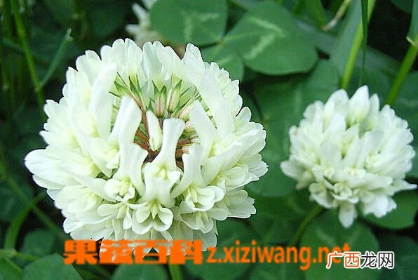 白车轴草的功效与作用