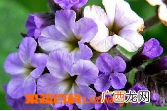 香水草的功效与作用