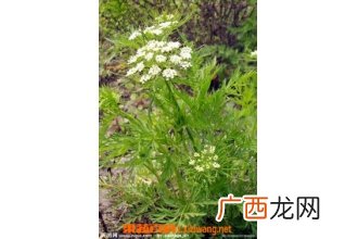 金苞花的功效与作用