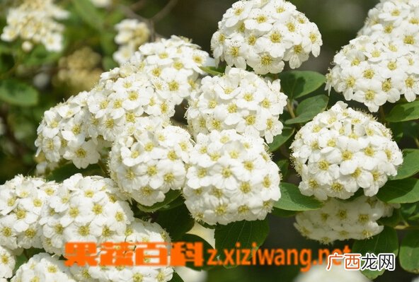 麻叶绣线菊的功效与作用