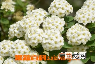 麻叶绣线菊的功效与作用
