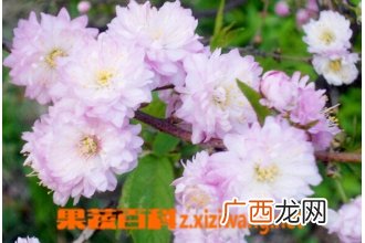 麦李的功效与作用