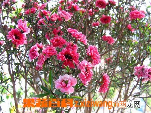 紫萼的功效与作用