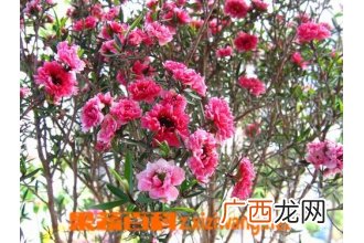 紫萼的功效与作用