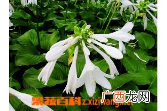 风铃草的功效与作用