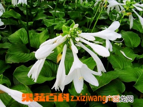 风铃草的功效与作用
