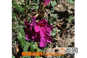 午时花的功效与作用