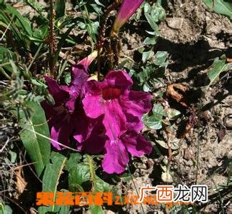 午时花的功效与作用
