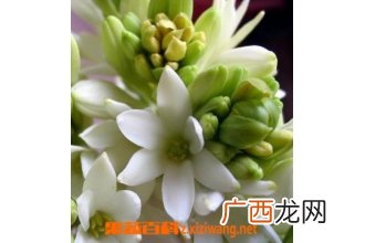 茑萝的功效与作用