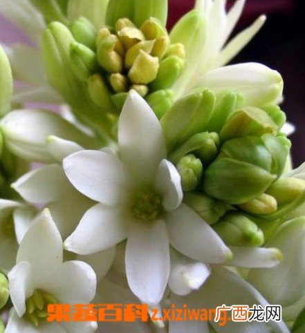 茑萝的功效与作用
