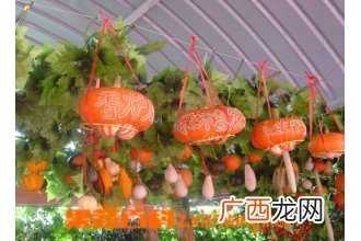 蒜香藤的功效与作用