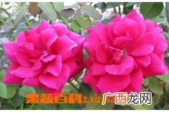 大花美人蕉的功效与作用