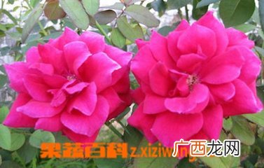 大花美人蕉的功效与作用