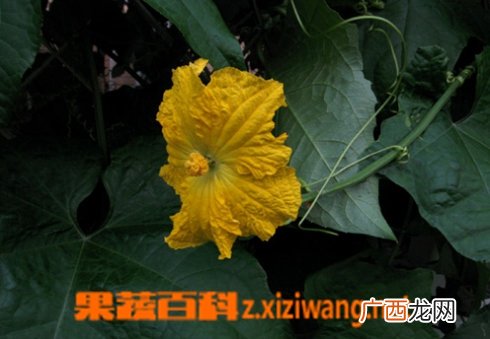 芙蓉菊的功效与作用