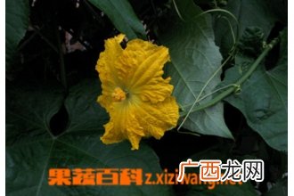 芙蓉菊的功效与作用
