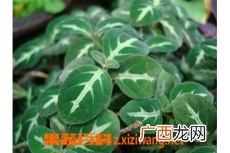 假龙头花的功效和作用