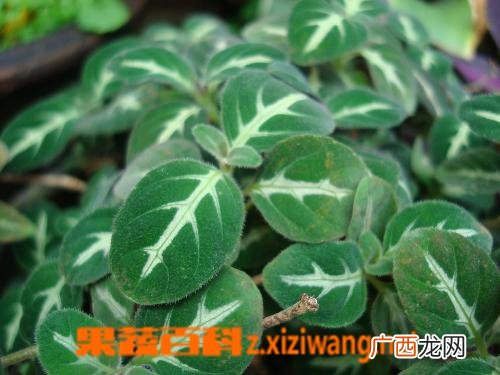 假龙头花的功效和作用