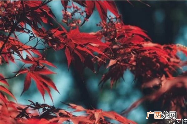 原生家庭pua是什么意思原生家庭pua如何逃离
