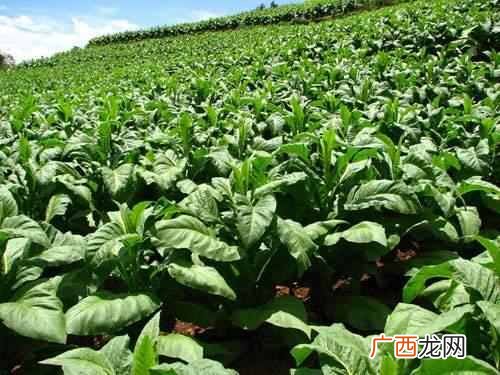 转基因食品有哪些品种，对人体有什么危害（9