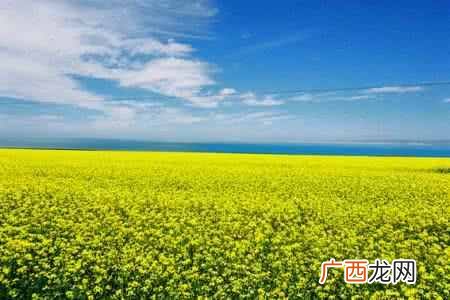 转基因食品有哪些品种，对人体有什么危害（9