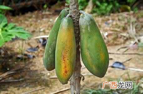 转基因食品有哪些品种，对人体有什么危害（9