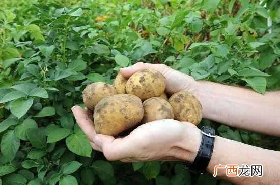 转基因食品有哪些品种，对人体有什么危害（9