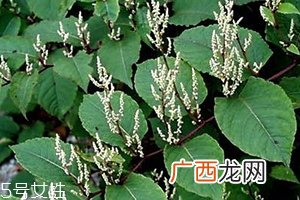 白藜芦醇的功效和作用