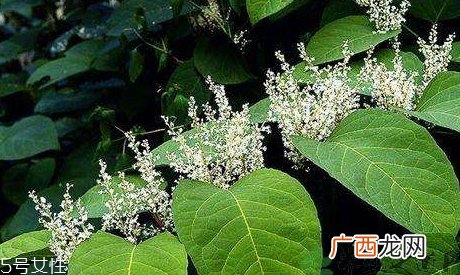 白藜芦醇的功效和作用
