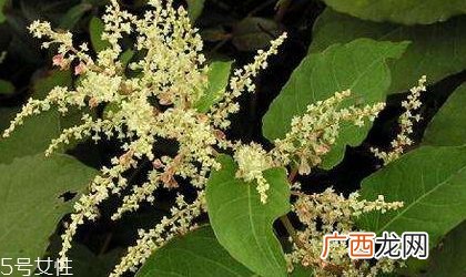 白藜芦醇的功效和作用