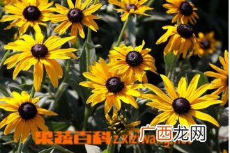 黑心菊的功效与作用