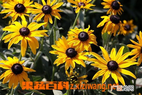 黑心菊的功效与作用