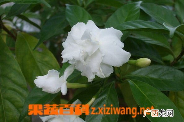 狗牙花的功效与作用
