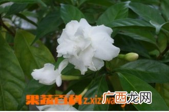 狗牙花的功效与作用