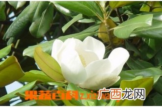 荷花玉兰的功效与作用