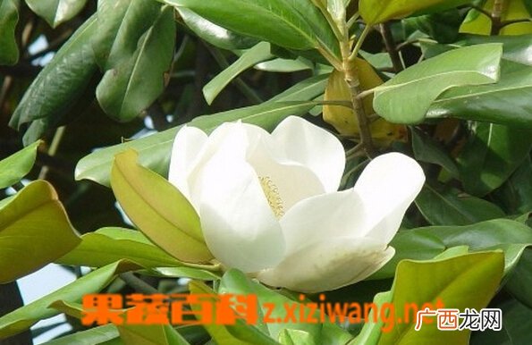 荷花玉兰的功效与作用