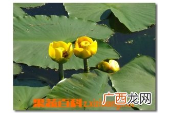 碧玉兰的功效与作用