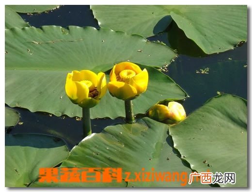 碧玉兰的功效与作用
