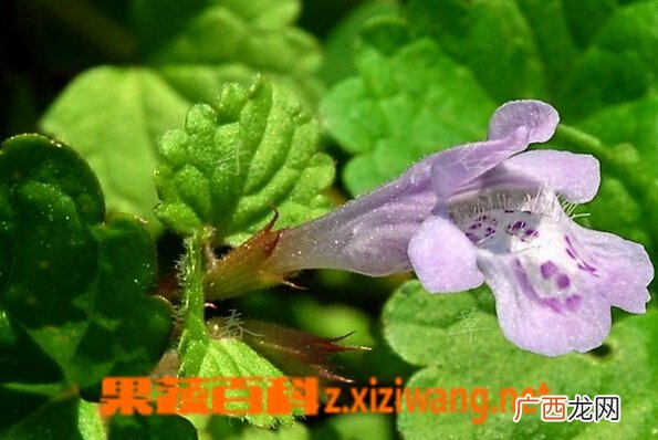 活血丹的功效与作用