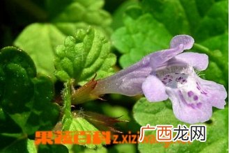 活血丹的功效与作用