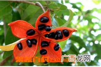 假苹婆的功效与作用
