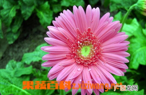 非洲菊的功效与作用