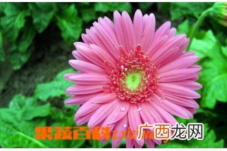 非洲菊的功效与作用