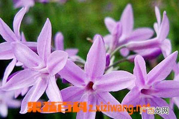 紫娇花的功效与作用