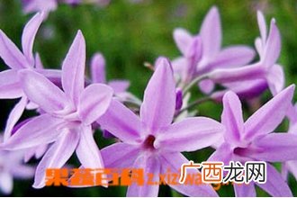 紫娇花的功效与作用