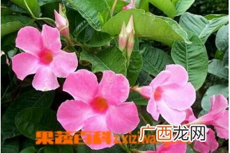 飘香藤的功效与作用