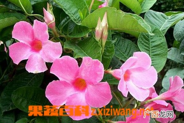 飘香藤的功效与作用