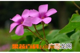 红花醡浆草的功效与作用