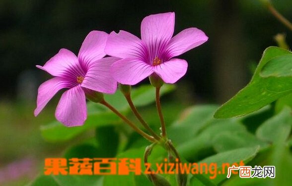 红花醡浆草的功效与作用